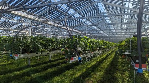 Mondragon Assembly develops the first PV manufacturing line for agrivoltaics application in Greece