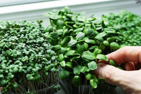 Cultivar microverduras en casa: bueno para la salud, bueno para el medio ambiente
