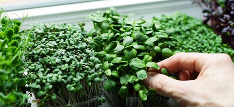 Cultivar microverduras en casa: bueno para la salud, bueno para el medio ambiente
