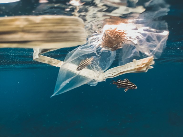 ecofish3.jpg ecofish3.jpg