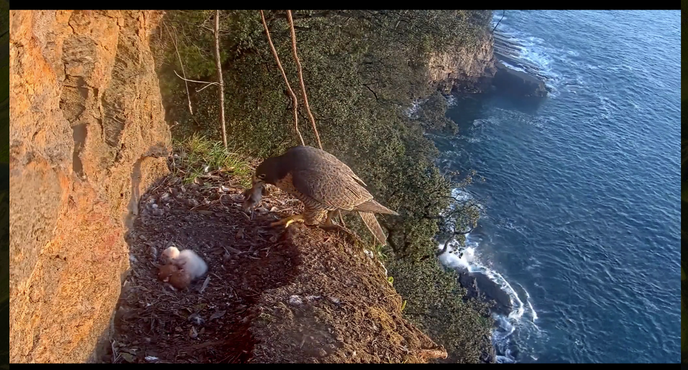 Card image cap
