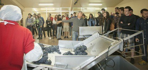 Basque Culinary Centerreko 100 ikasleek Arabako Errioxako bi bodega bisitatuko dituzte eta mahatsa biltzen ibili dira