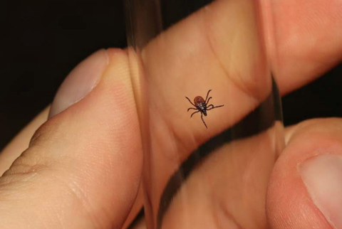 Kaparraren ziztada eta Lyme-ren gaixotasuna